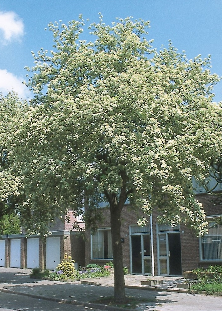 jarzab magnifica - srednio wysokie drzewo o bialych kwiatach